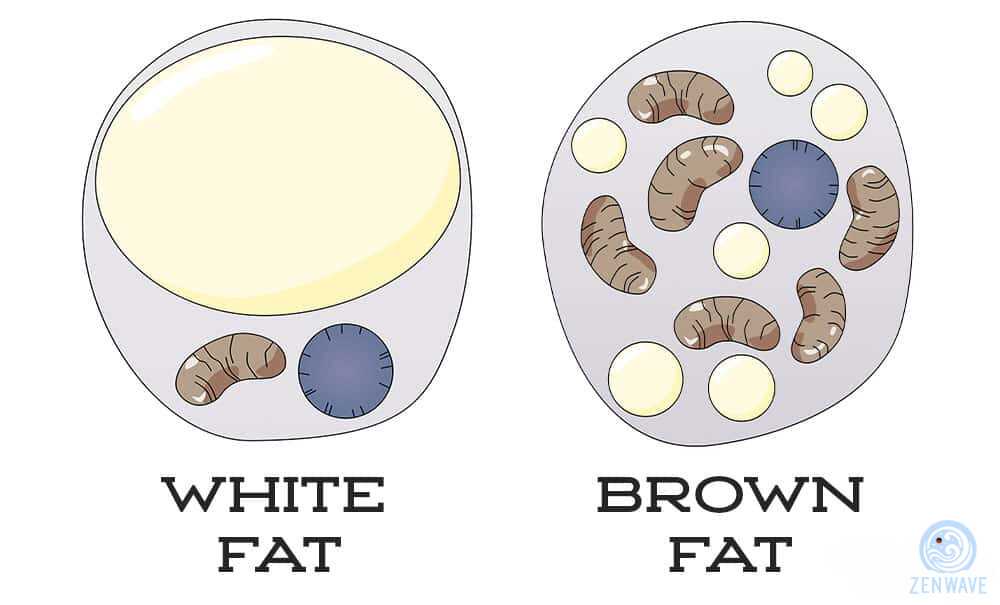 Brown Fat vs White Fat Diagram